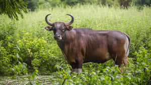 Majestic Gaur In Greenery.jpg Wallpaper