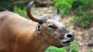 Majestic Gaur Profile Wallpaper