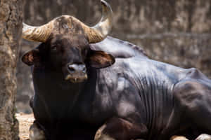 Majestic Gaur Resting.jpg Wallpaper