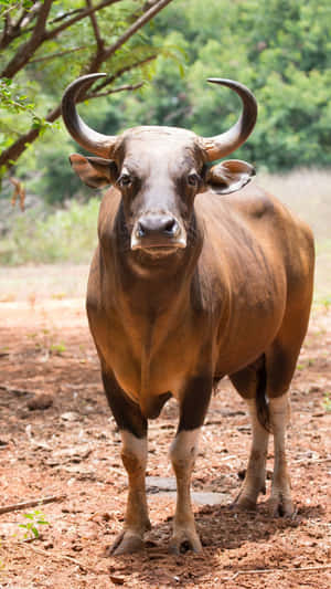 Majestic Gaur Standing In Nature.jpg Wallpaper