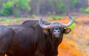 Majestic Gaur Standing In Wilderness.jpg Wallpaper