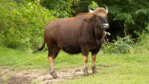 Majestic Gaur Standingin Greenery Wallpaper