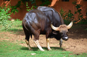 Majestic Gaur Standingin Habitat Wallpaper