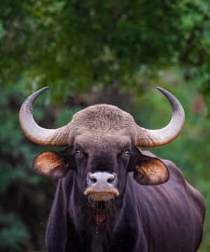 Majestic Gaur Staring Down Camera Wallpaper