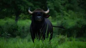 Majestic Gaurin Green Meadow Wallpaper