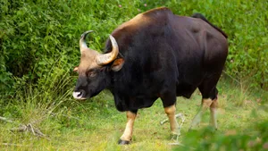 Majestic Gaurin Natural Habitat.jpg Wallpaper