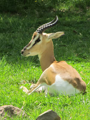 Majestic Gazelle Grazing In The Wild Wallpaper