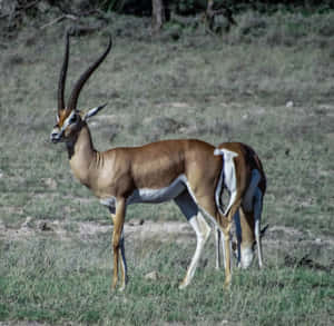 Majestic Gazelle In Natural Habitat Wallpaper