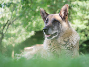 Majestic German Shepherd Bathing In Sunlight Wallpaper