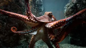 Majestic Giant Pacific Octopus Underwater Exploration Wallpaper