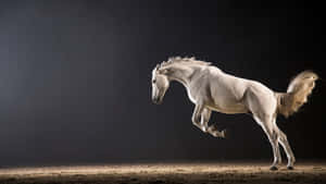 Majestic Golden Horse Leap Wallpaper