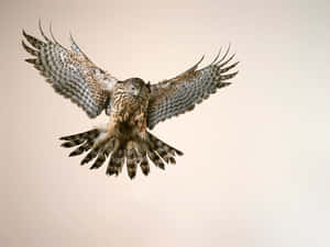 Majestic Goshawk In Flight Wallpaper