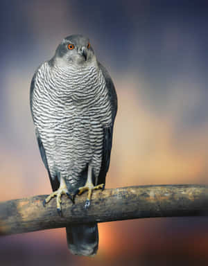 Majestic Goshawk Perched Wallpaper