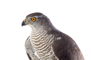 Majestic Goshawk Portrait Wallpaper