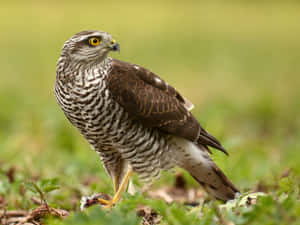 Majestic Goshawkin Nature.jpg Wallpaper