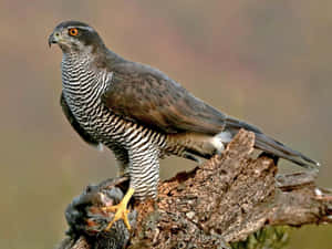 Majestic Goshawkwith Prey Wallpaper
