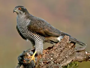 Majestic Goshawkwith Prey Wallpaper