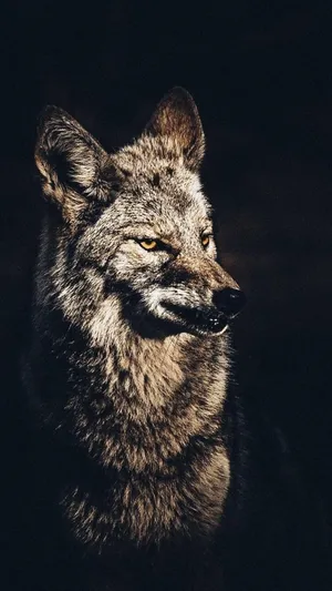 Majestic Gray Fox Portrait Wallpaper