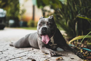 Majestic Gray Pitbull Exploring Nature Wallpaper