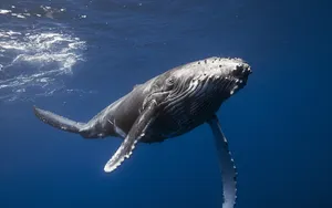 Majestic Gray Whale Emerging Wallpaper