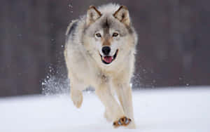 Majestic Gray Wolf In A Lush Forest Wallpaper