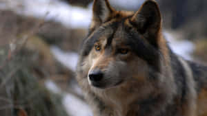 Majestic Gray Wolf In A Picturesque Landscape Wallpaper