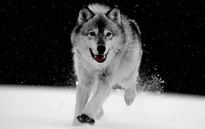 Majestic Gray Wolf In A Picturesque Landscape Wallpaper