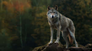 Majestic Gray Wolf In A Snowy Forest Wallpaper