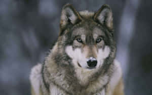 Majestic Gray Wolf In A Snowy Forest Wallpaper