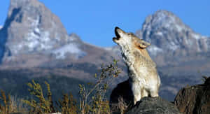 Majestic Gray Wolf In The Wild Wallpaper