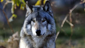 Majestic Gray Wolf In The Wild Wallpaper