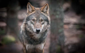 Majestic Gray Wolf In The Wild Wallpaper