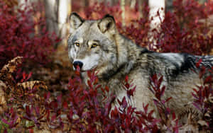 Majestic Gray Wolf In The Wild Wallpaper