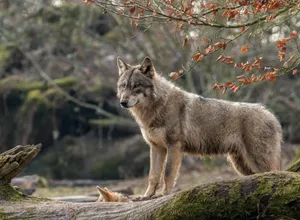 Majestic Gray Wolf In The Wilderness Wallpaper