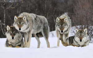 Majestic Gray Wolf In The Wilderness Wallpaper