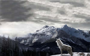 Majestic Gray Wolf In The Wilderness Wallpaper