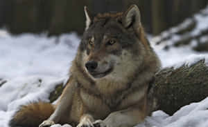 Majestic Gray Wolf In The Wilderness Wallpaper