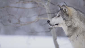 Majestic Gray Wolf In The Wilderness Wallpaper