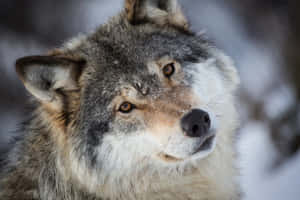 Majestic Gray Wolf In The Wilderness Wallpaper