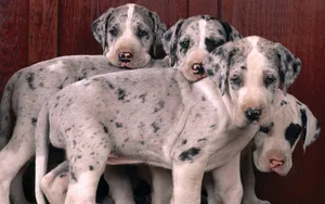 Majestic Great Dane Standing Proud In Nature Wallpaper