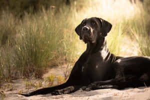 Majestic Great Dane Sunlit Grass Wallpaper