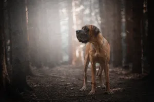 Majestic Great Danein Forest Wallpaper