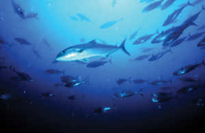 Majestic Greater Amberjack Swimming Through Clear Ocean Waters Wallpaper