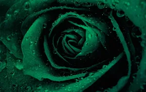 Majestic Green Rose In Full Bloom Wallpaper