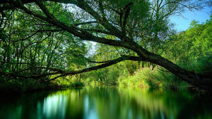 Majestic Green Waters Of Amazonas Wallpaper