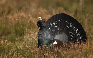 Majestic Grousein Habitat.jpg Wallpaper