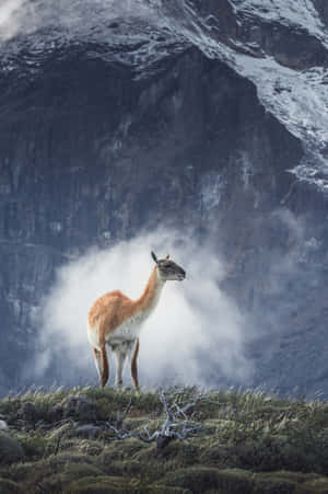 Majestic Guanaco Mountain Backdrop Wallpaper