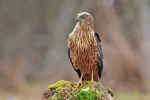 Majestic Harrier Bird Perched Wallpaper