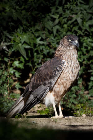 Majestic Harrier Bird Standing Wallpaper