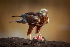 Majestic Harrier Feastingon Prey Wallpaper